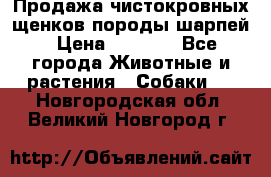 Продажа чистокровных щенков породы шарпей › Цена ­ 8 000 - Все города Животные и растения » Собаки   . Новгородская обл.,Великий Новгород г.